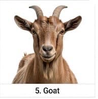 GOAT FARM